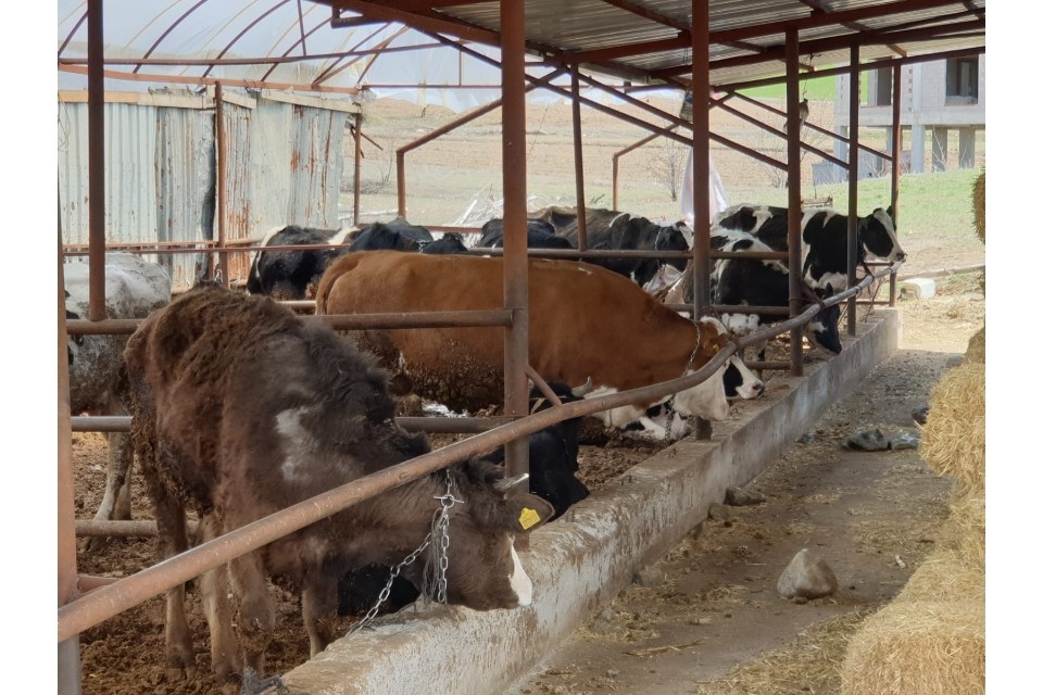 Denizli'de şap alarmı
