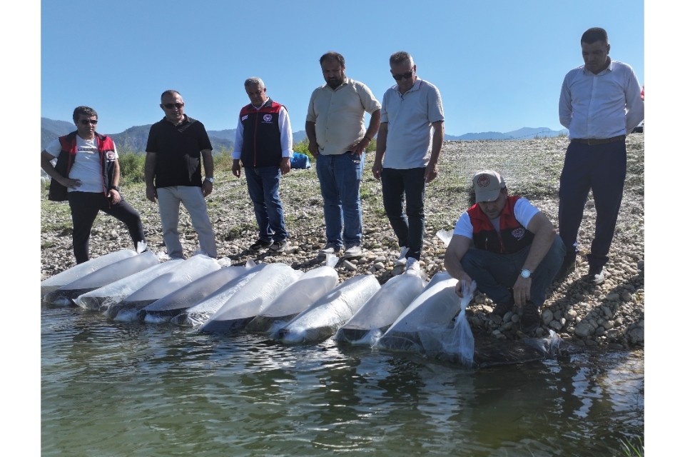 Denizli’de göl ve göletlere 1 milyon sazan yavrusu bırakıldı