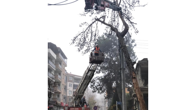 Kuruyan Ağaçlar En Doğru Şekilde Değerlendirilecek