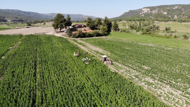 Denizli, kekik ve tütün üretiminde zirvede