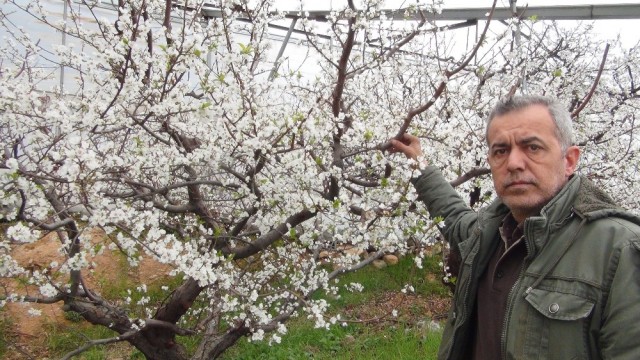 Mersin’de kar yağdı erik ağaçları çiçek açtı