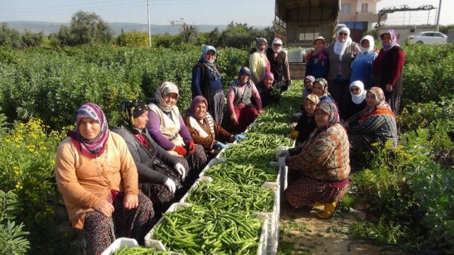 Kadınlar Günü’nü tarlada çalışarak kutladılar