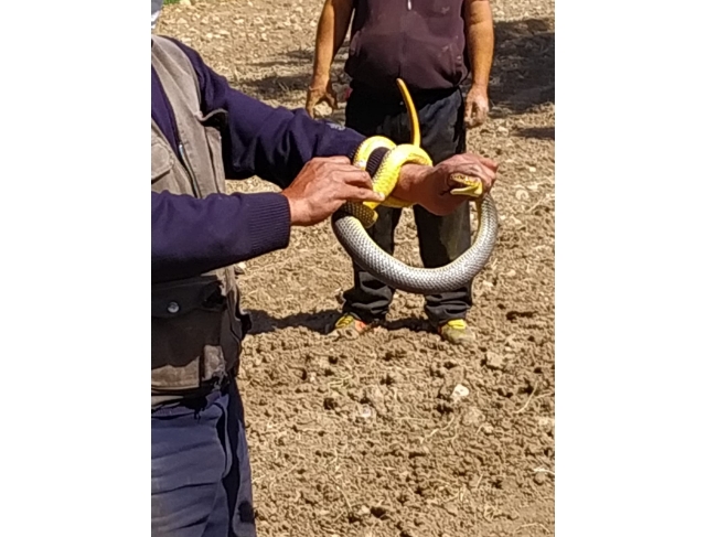 Çiftçi eliyle yakaladığı 1.5 metre uzunluğundaki yılanla böyle oynadı