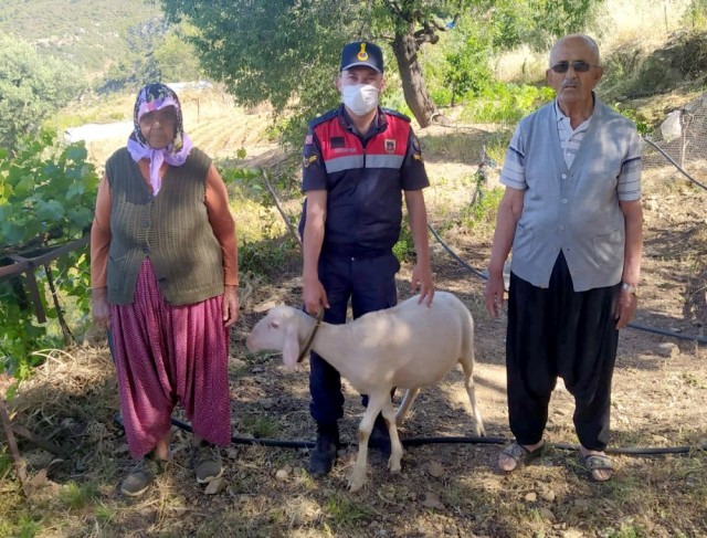 Vatandaşın kayıp koyunlarını jandarma buldu