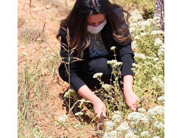 Çizmeleri giyen kadın kaymakam kekik hasadına katıldı