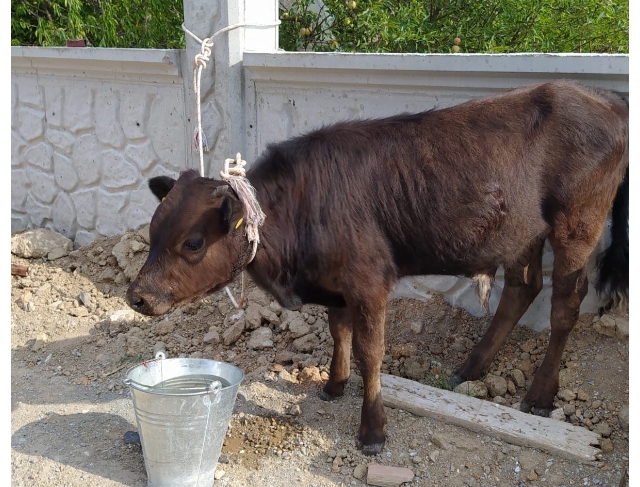 Meradan çalınan buzağı otomobilin bagajından çıktı