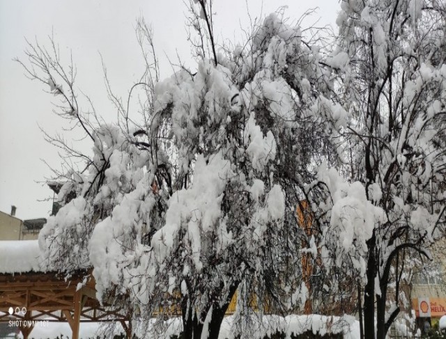 Erken çiçek açan meyve ağaçları kar altında kaldı