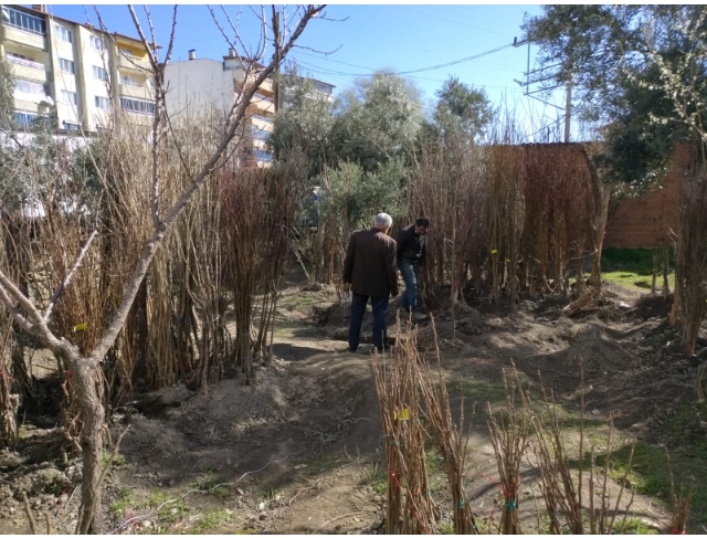 Baharın gelmesiyle fidanlar toprakla buluşmaya başladı