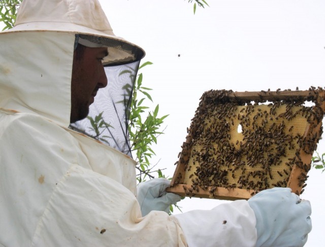 Bilinçsiz zirai ilaçlama toplu arı ölümlerine neden oluyor