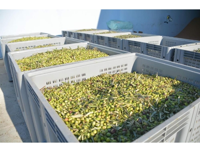 Denizli Büyükşehirden bir ilk daha zeytinyağı işleme tesisi
