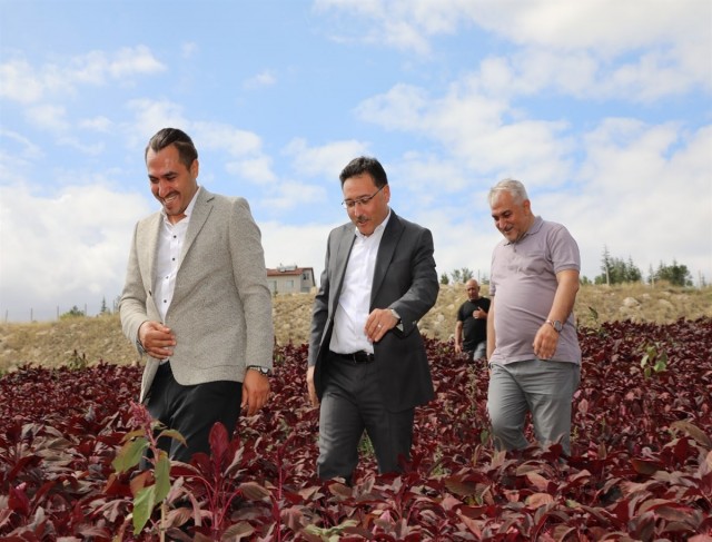 Vali Çiçek: “Afyonkarahisar şifa deposu ‘amarant’ ile tanıştı