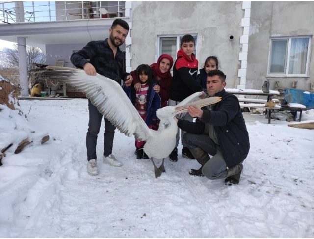 Üzüm bağına düşen pelikana sahip çıktılar