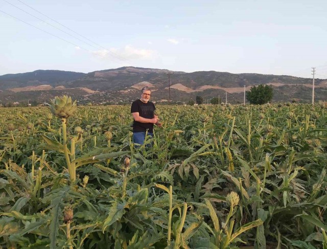 Enginar; sofrada karaciğerin dostu, laboratuvarda kanserin düşmanı çıktı