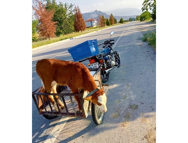 Yolda bulduğu buzağı motosikletin sepetine atıp karakola götürdü