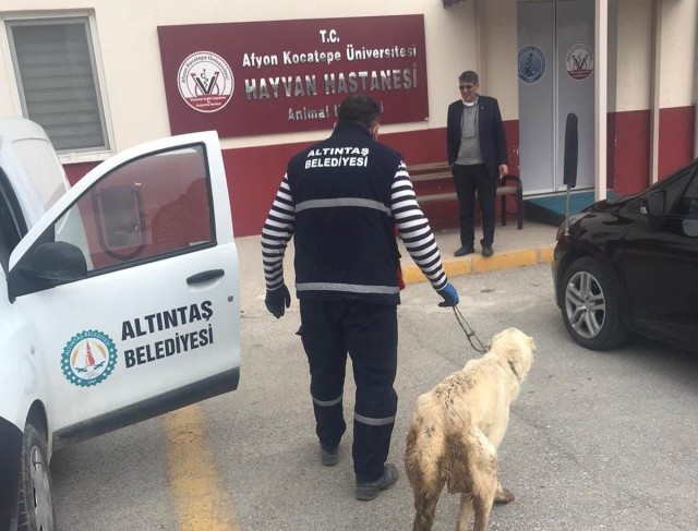 Altıntaş Belediyesi yarlı köpeği tedavi ettirdi