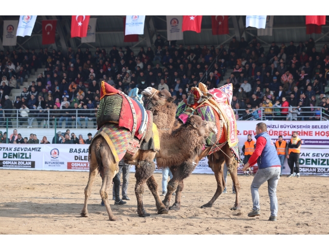 Büyükşehir’den deve güreşi şöleni