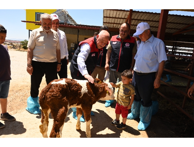 Denizli'de 511 bin ton inek sütü üretiliyor