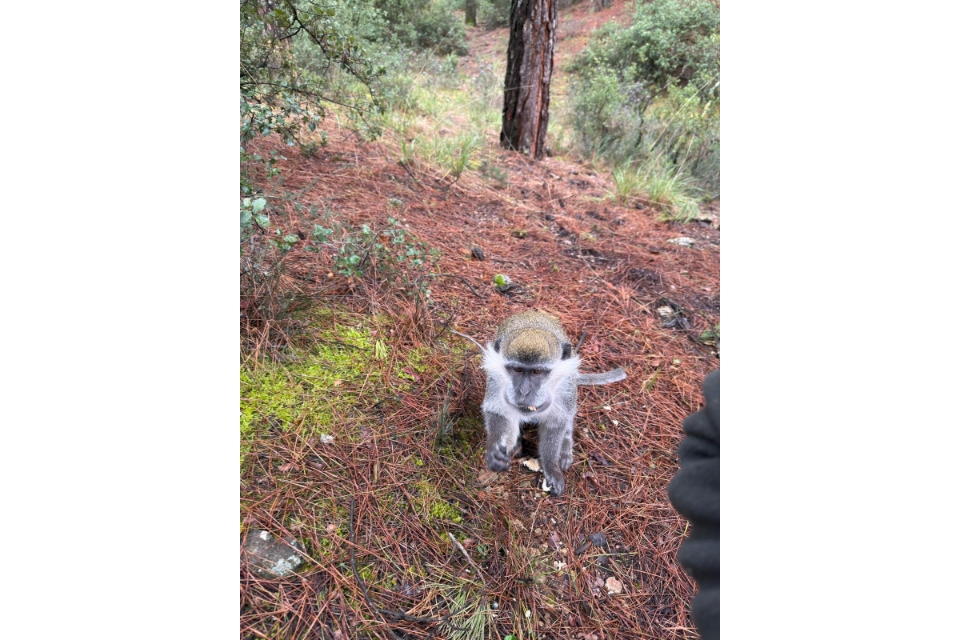 Mantar aramak için çıktığı doğada maymun buldu