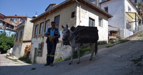 'Beyaz' isimli katır mahalleleri bembeyaz yapmak için çalışıyor