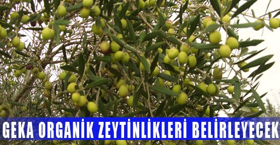 MİLAS’TA ORGANİK ZEYTİN YETİŞTİRİLEBİLECEK ALANLAR GEKA’NIN PROJESİYLE BELİRLENECEK