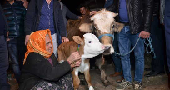 Sabiha niniye bir inek de iş adamından geldi