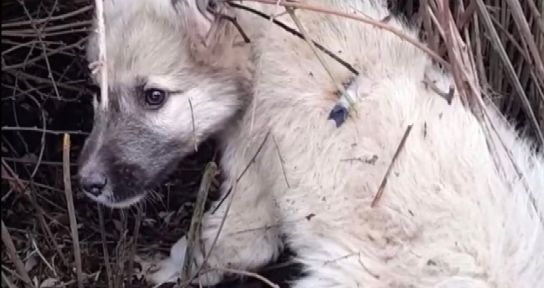 Silahla iğnelenen köpeklerin katledildiği iddiası