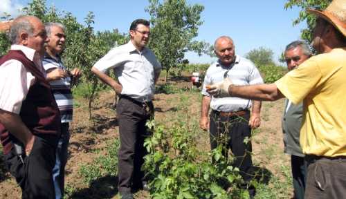 Tarlalarını çekirge basan çiftçiler şaşkın