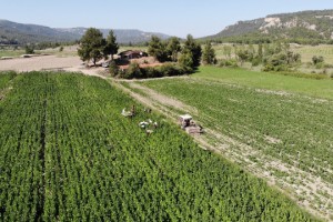 Denizli, kekik ve tütün üretiminde zirvede