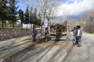10 metrelik kavak ağacı minibüsün üzerine devrildi