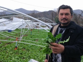 Şiddetli rüzgar seraları harabeye çevirdi