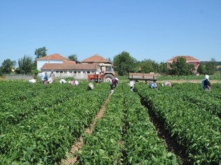Bafra Ovası’nda yazlık ürün sezonu açıldı