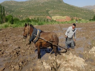 Gercüşlü çiftçiler pirinç ekimi için hazırlıklara başladı