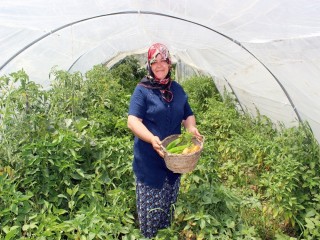 Hataylı kadın çiftçi, organik tarımı için, organik gübre üretti