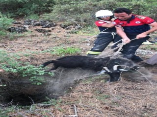 Kuyuya düşen keçi itfaiye tarafından kurtarıldı