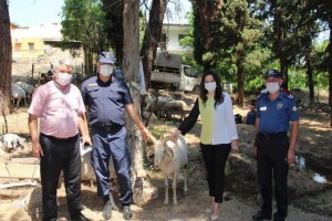 Denizli’nin Çal ilçesinde kurban satış yerleri denetlendi