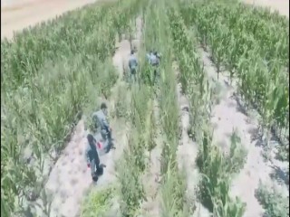 Mısır tarlasına uyuşturucu oparasyonu