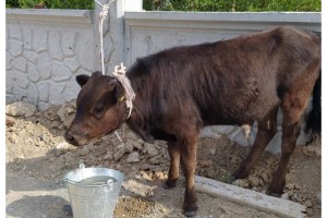 Meradan çalınan buzağı otomobilin bagajından çıktı