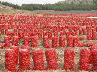 Soğan tarlada 80 kuruş, tezgahta 1,5 lira