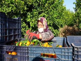 Herkes evinde, narenciye işçileri iş başında