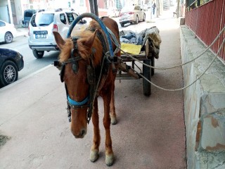 Sahibinden kaçan başıboş at trafikte tehlike saçtı