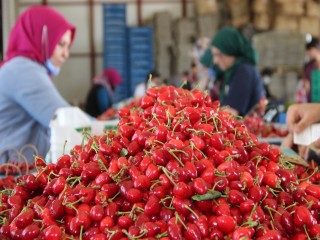 Kirazda rekolte düştü fiyatlar arttı