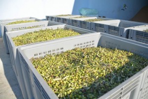 Denizli Büyükşehirden bir ilk daha zeytinyağı işleme tesisi
