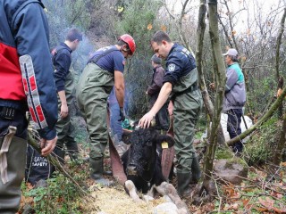 Manisa’da uçuruma düşen gebe inek itfaiye tarafından kurtarıldı