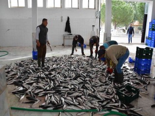 Muğla’nın Ocak ayı ihracat lideri tarım