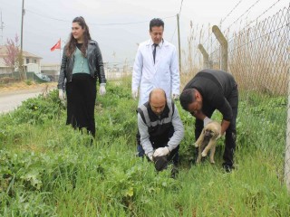 Manisada köpek katliamı: 20ye yakın zehirlendi