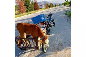 Yolda bulduğu buzağı motosikletin sepetine atıp karakola götürdü