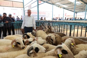 Büyükşehir’den küçükbaş hayvan üreticilerine bir destek daha