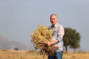 Büyükşehir’den çiftçilere 70 ton nohut tohumu desteği