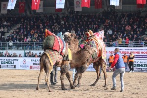 Büyükşehir’den deve güreşi şöleni