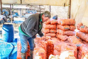 Denizli’nin Çakır havucunda hasat başladı